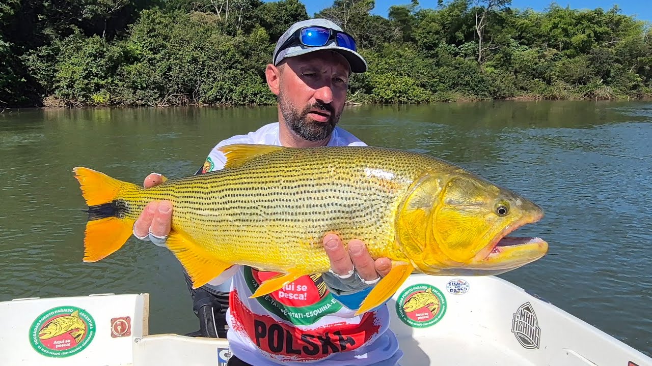 Golden Dorado Argentyna 