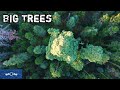 Big Trees Relaxation Meditation 4k Drone DJI Mavic Pro Sequoia Redwood Trees