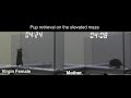 Mother's instinct experiment