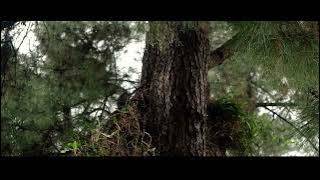 Pinus [Pine] Cinematic Video | Canon Eos M10