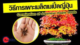 วิธีการเพาะเมล็ดเมเปิ้ลญี่ปุ่น Germination of Japanese maple seeds