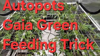 Autopots new trick for feeding Gaia Green. 5x5 exploded with growth. 3x3 Solfire Strawmata.