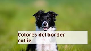 Colores del border collie  Todos los tipos con fotos