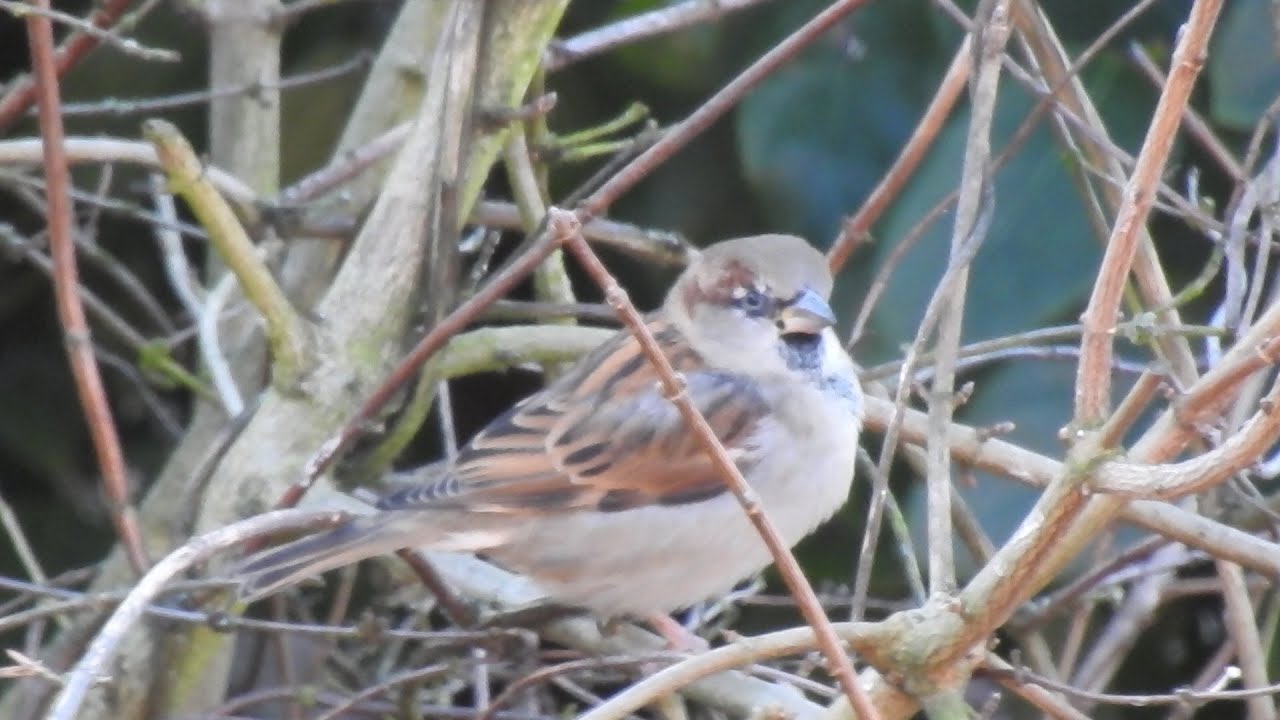 Wild Birds on a Freezing day. Feed the birds UK 04 01 26