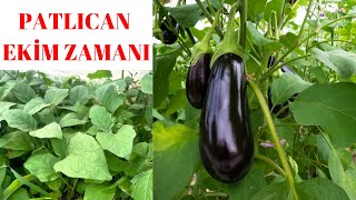 Patlıcan Nasıl Dikilir, Patlıcan Ne Zaman Dikilir, Patlıcan Yetiştirme, Patlıcan Fidesi, Eggplant by Beril'in Hünerleri 913 views 2 weeks ago 3 minutes, 51 seconds