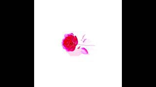 TRIBUTE [Glass Rose]