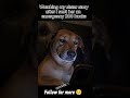 POV: you sent emergency money and now they outside 😭😂 #FunnyDog #Relatable
