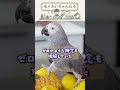 鳥さんがバカではない理由 #shorts