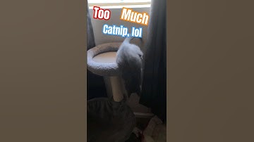 This guy has had too much catnip, lol. #excellentelijah #cats #animals #shorts #shortvideo #viral