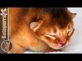 Новорожденные котята и мама кошка [kotopurrs]