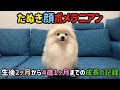 たぬき顔ポメラニアン生後2ヶ月から現在までの成長の記録【ポメラニアン家族】
