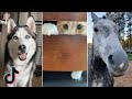 Cute Pet Videos That Always Make Me Happy 🐶