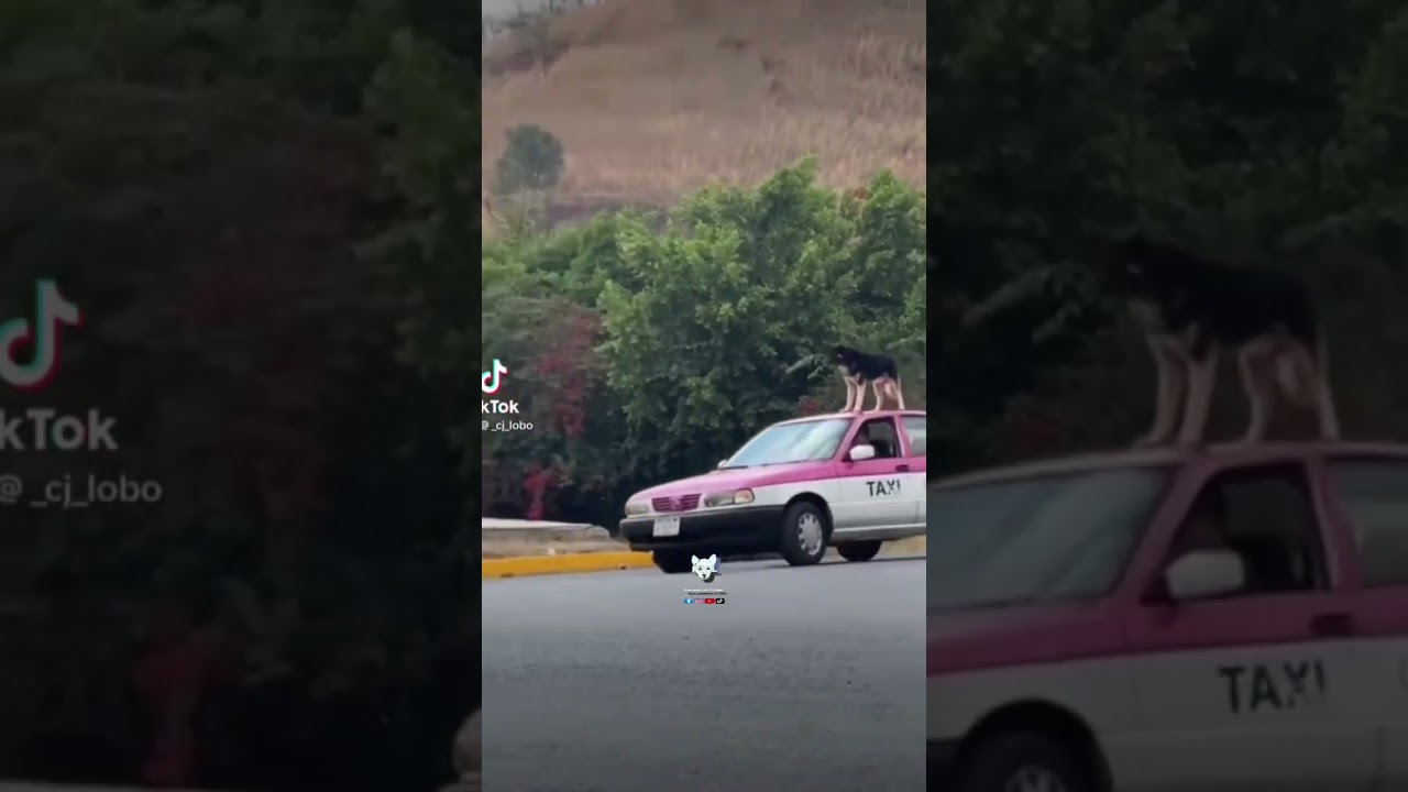 Bésame bésame mucho