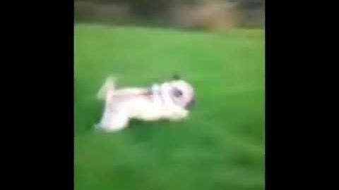 Fastest pug on Planet Earth. Introducing - Eedi!