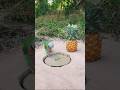 Secret trap to catch parrots😯 #birdtrap #funny #easybirdtrap #birds #funny #ফাঁদ #easybirdtrap #com