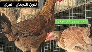 دجاج عربي اصيل
