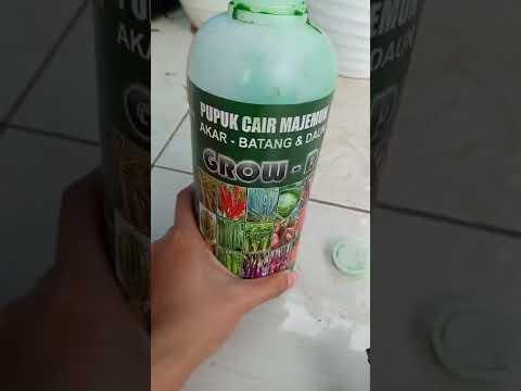 Pupuk Cair Buat Memperkuat Akar Tanaman Sayuran Dan Merangsang Cepat Tumbuh