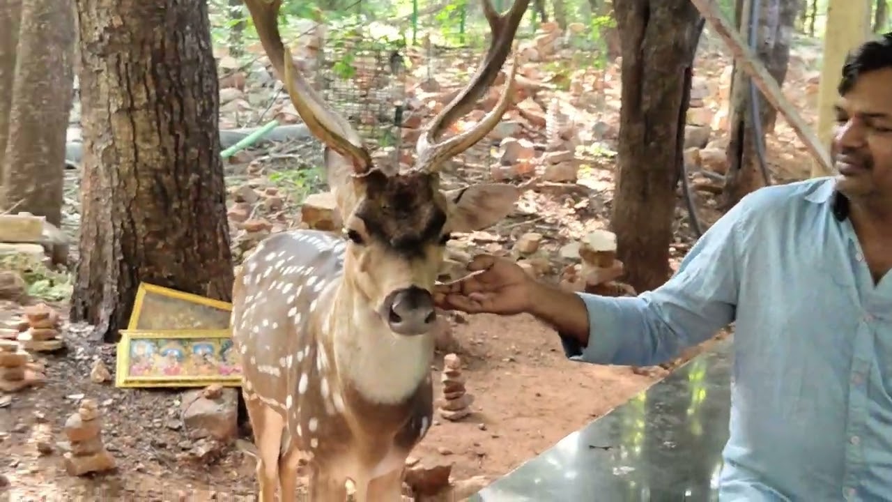 Pause life, feel tirumala 