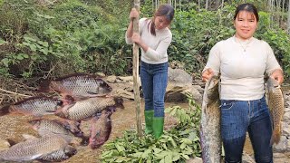 Cô gái ngăn dòng suối , giã lá cây xuống nước để cho cá thiếu oxy bắt hết đàn cá.