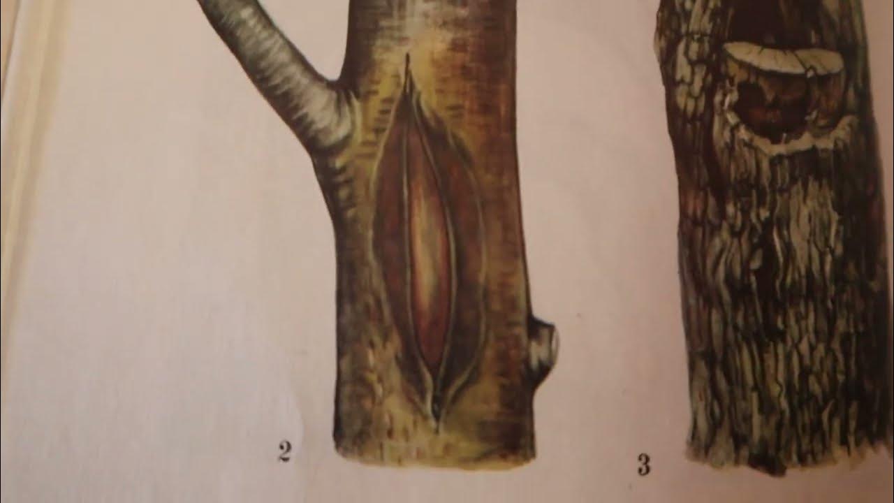 как сделать кору дерева