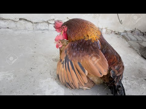 2x Chicken Mating | Witness nature's miracle | #chicken #mating