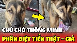 Chú chó THÔNG MINH biết phân biệt TIỀN THẬT TIỀN GIẢ 😂 | Yêu Lu