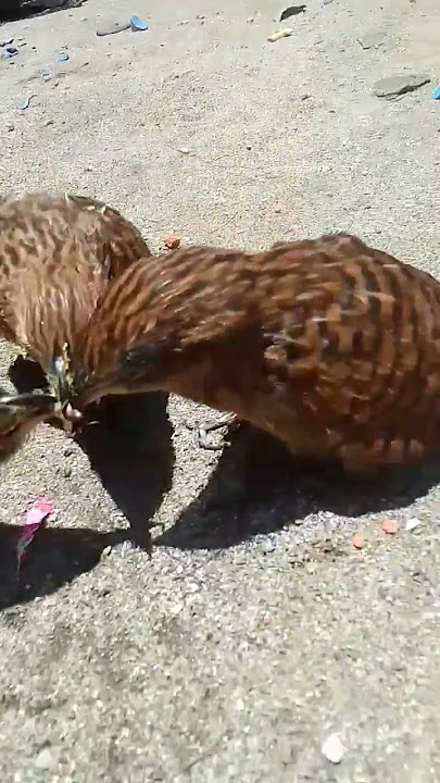 Hari ini Kita Kasih Makan Anak Burung Bubut