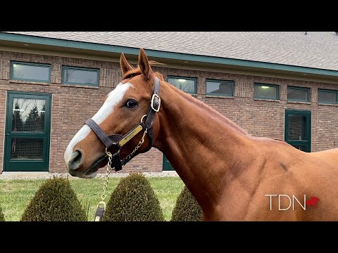Stallion-Making Potential for Improbable and Promises Fulfilled