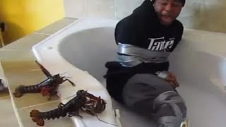Reasons why you shouldn't adopt a lobster