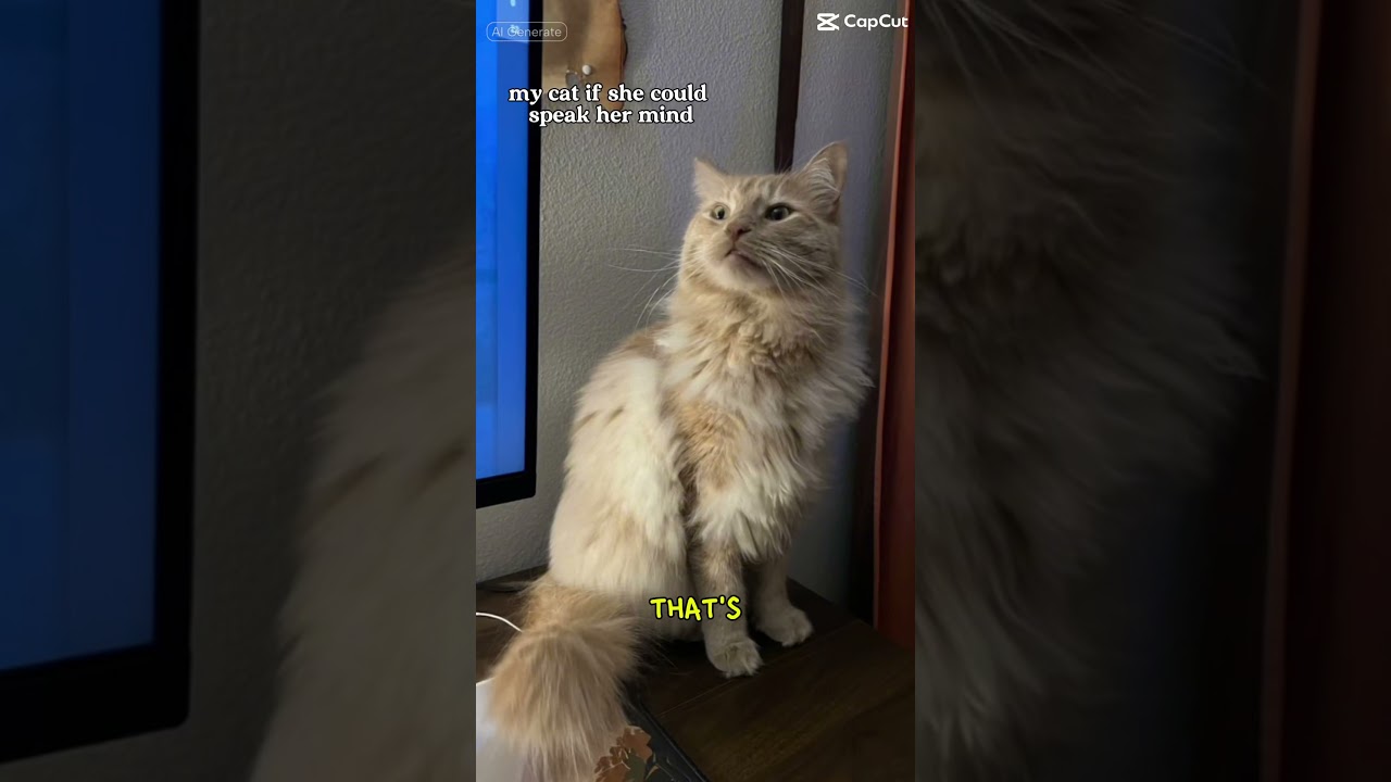 #PrettyKitty #CatsOfYouTube #SillyCat #MaineCoonMix #FurBaby #GrandKitty ￼￼#CapCut ￼