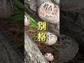 山田の椎茸食べてけで🌟