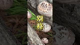 山田の椎茸食べてけで🌟