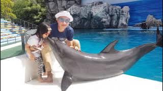 Dolphin Kiss 2020