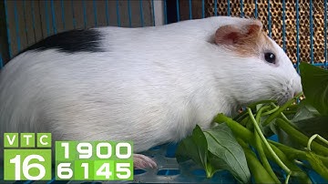 Chăn nuôi chuột lang, bọ ú: Lợi hay hại? | VTC16