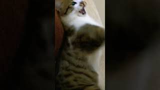Damn he's good at it 😈😈😈 #phonkmusic #cat #cute #annigilation
