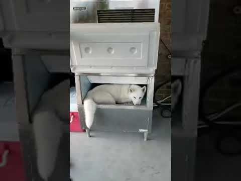 Dog cooling off in ice machine