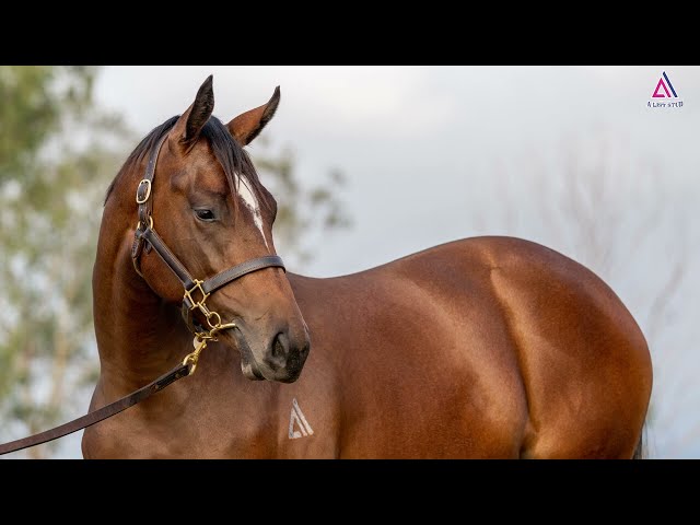 Lot 82 - I Am Immortal x Farnese 21' Filly - 2023 Adelaide Yearling Sale by Magic Millions