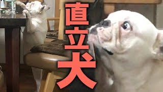 盗みを働くフレンチブル
