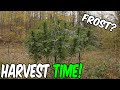 Outdoor Guerilla Grow Ep.4 Harvest 