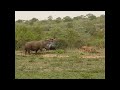 A Pride of 18 lions try take down a Rhino