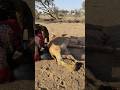 بمجرد أن رأى الجمل قفز فجأة في مشهد مثير