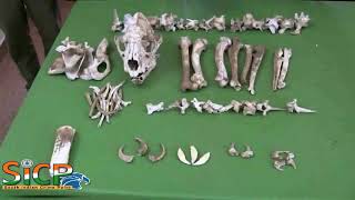 Elephant tusk, leopard skull seized 01 screenshot 4