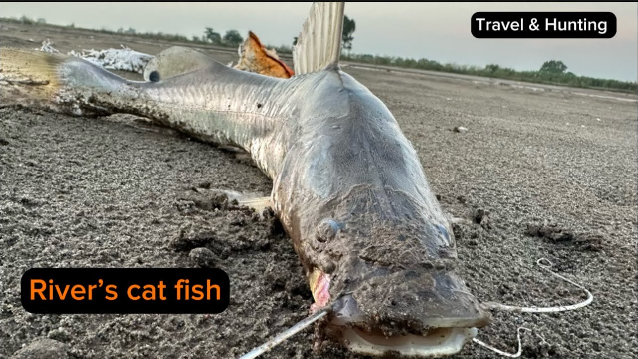 Fishing in Pakistan.we catch this catfish from river.watch full video and enjoy fishing 