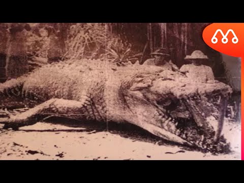 Vídeo: O Mais Antigo Crocodilo Conhecido Tinha Uma Cabeça Semelhante A Um Escudo, Diz Estudo