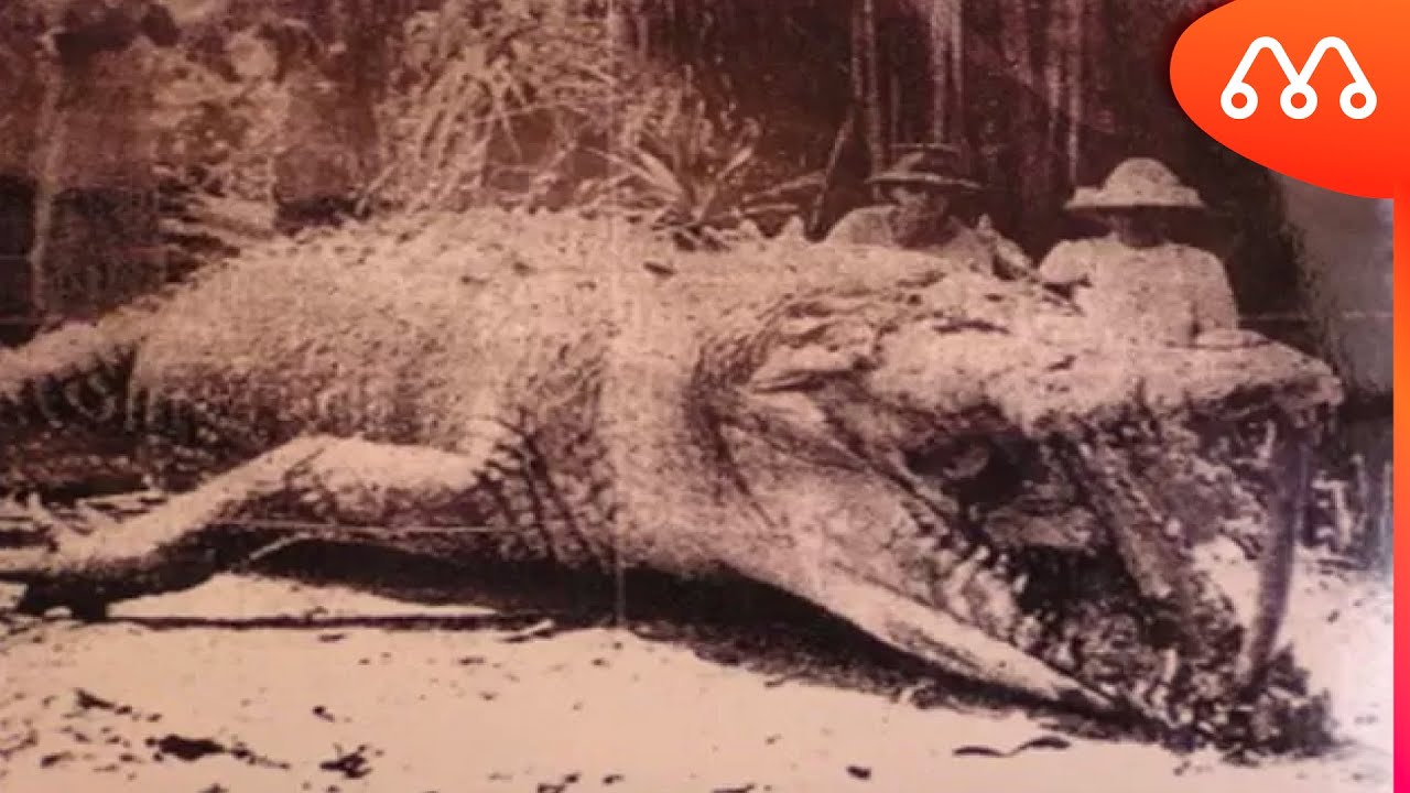 Featured image of post Jacar Vs Crocodilo Tamanho Os crocodilos ou crocodylidae s o uma fam lia de r pteis com quatorze esp cies