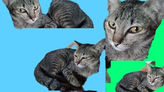Cats life daily / the herd still hungers. / cats at home