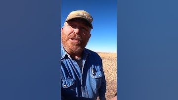 Set both trails for coyotes #trapping #predator #coyotetrapping