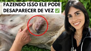 Cadela Com Caroço Na Mama O Que É E Como Resolver ?