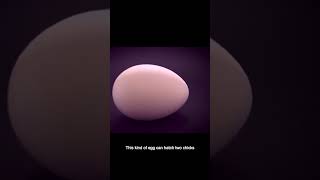 Can double yolk eggs hatch two chicks at the same time #Animal # Nature # Animal World