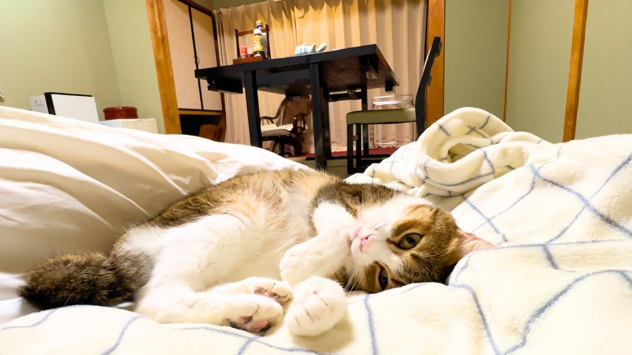 I Stayed at a Quiet Seaside Hotel with Cats in JapanLiving Like Home | Ise–Shima